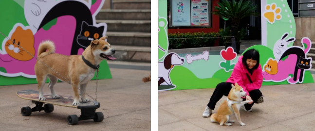 萌宠出道,文明护航!江桥镇宠物运动会嗨翻全场 萌宠出道,文明护航!江桥镇宠物运动会嗨翻全场