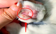 猫咪趾间炎用什么药好得快