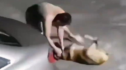 湘潭一只狗突然扑向小孩，主人箭步上前制止挥拳暴击