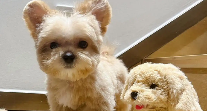 了解这三点，有效避免马尔泰犬咬人