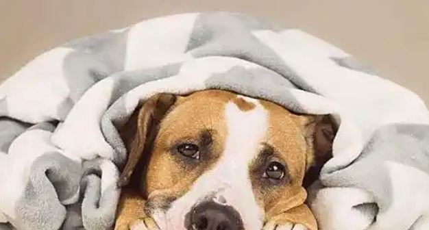 狗狗感冒有什么症状表现 狗狗感冒有什么症状表现