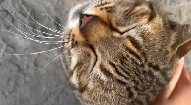 流浪猫赖在家门不走?留意它的4个行为,它在向你求助 流浪猫赖在家门不走?留意它的4个行为,它在向你求助