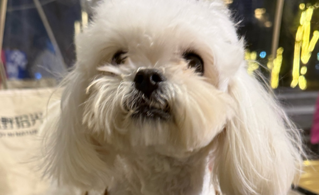 没想到我家狗在外边混的这么开！原来我是人仗狗势