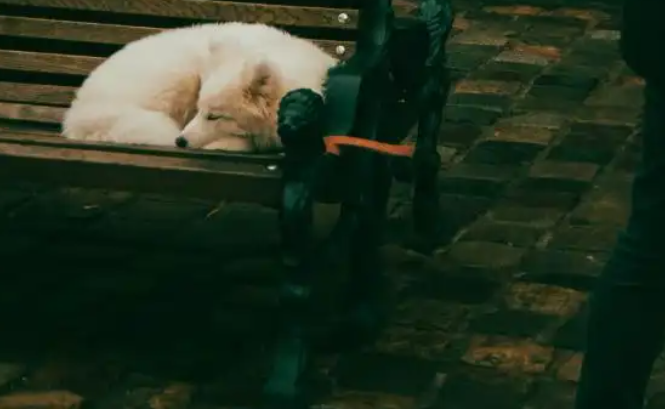 千亿蓝海市场崛起：中国宠物行业四大细分赛道——宠物食品、医疗、用品、服务