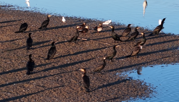 内蒙古磴口湿地:秋风送爽候鸟至 内蒙古磴口湿地:秋风送爽候鸟至