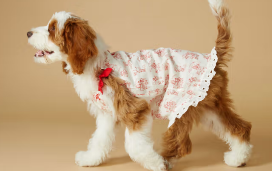 Kiyott狗狗衣服是定制的吗