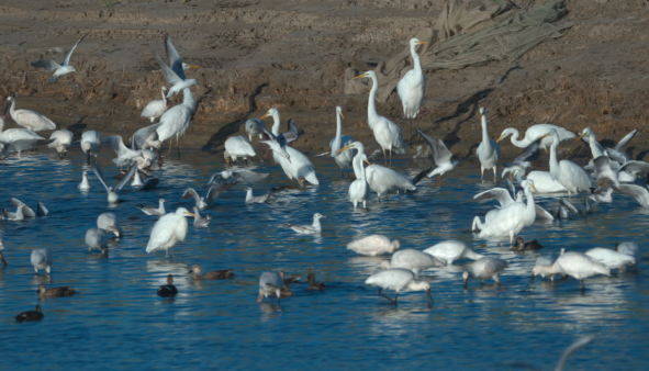 内蒙古磴口湿地:秋风送爽候鸟至 内蒙古磴口湿地:秋风送爽候鸟至
