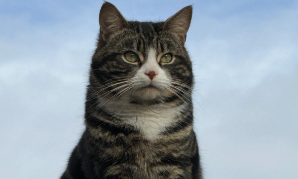 触目惊心!流浪猫血被抽干,每袋卖800元! 触目惊心!流浪猫血被抽干,每袋卖800元!