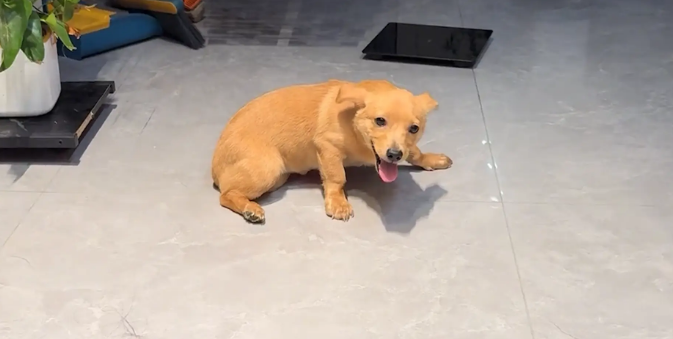 狗子犯错挨训,主人走后立马变脸。网友:变脸大师 狗子犯错挨训,主人走后立马变脸。网友:变脸大师