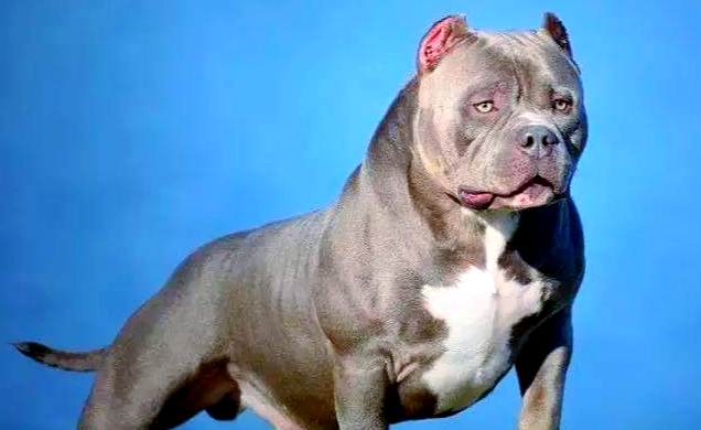 为什么说美国恶霸犬“反差萌”?在流行文化中的形象演变 为什么说美国恶霸犬“反差萌”?在流行文化中的形象演变