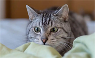 猫咪眼睛红肿流泪的诱因是什么
