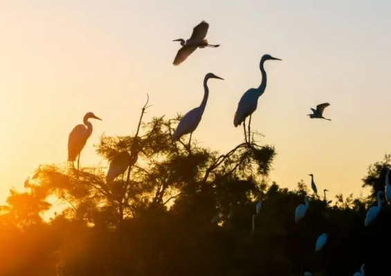 空心村蜕变记:万只鹭鸟当 “招商员”,新农人做 “操盘手” 空心村蜕变记:万只鹭鸟当 “招商员”,新农人做 “操盘手”