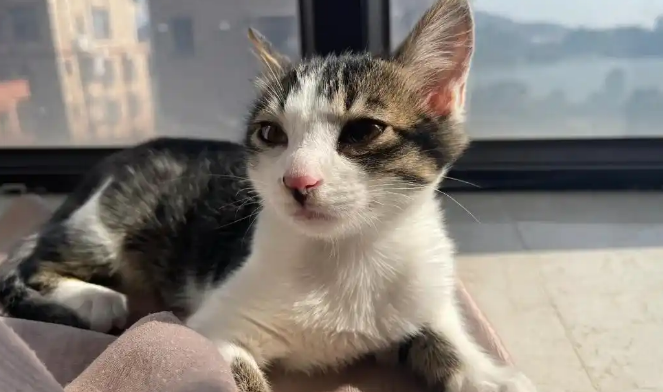 猫咪牙龈苍白多由什么导致