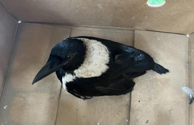 院子里来了“不速之客”白颈乌鸦 院子里来了“不速之客”白颈乌鸦