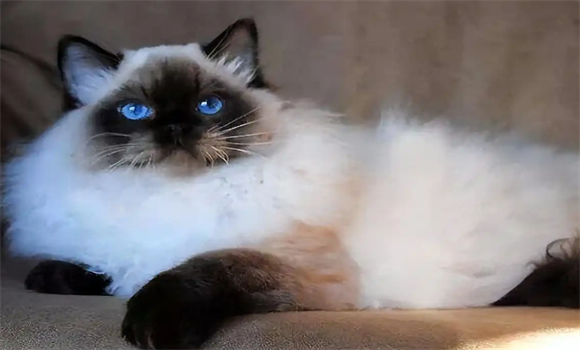 伯曼猫的独特魅力与饲养指南:从小黑脸到长寿秘诀 伯曼猫的独特魅力与饲养指南:从小黑脸到长寿秘诀