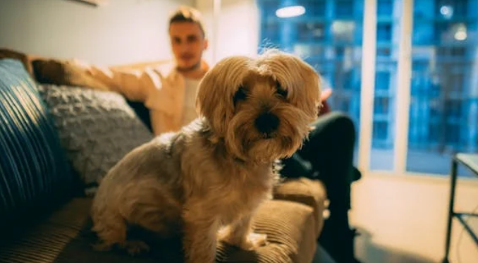 “宠物经济”沸腾：它不再是门小生意，而是洞察情感消费的窗口