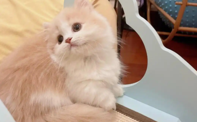 矮脚猫有哪些缺点？这4个缺点很“致命”！