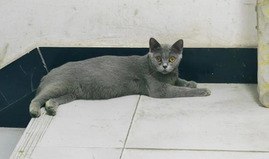 想要领养一只流浪猫?你需要知道这些! 想要领养一只流浪猫?你需要知道这些!