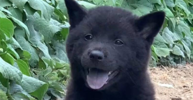 五黑犬:中华田园犬中的“战力担当” 五黑犬:中华田园犬中的“战力担当”