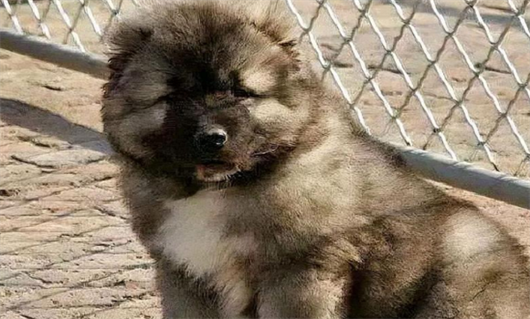 柏林墙的守卫者——高加索犬