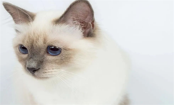 布偶猫的孪生兄弟伯曼猫，外形性格都十分相似