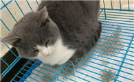 怎么预防猫瘟的发生