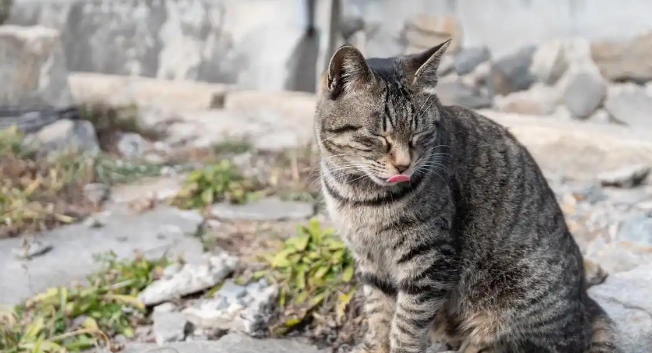 流浪猫养多久才认主人?从躲藏到黏人:这些细节决定成败 流浪猫养多久才认主人?从躲藏到黏人:这些细节决定成败
