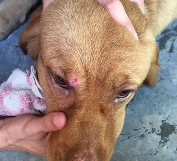 狗狗眼睛周围长红疙瘩是什么情况