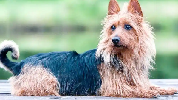 澳大利亚梗的演变:从捕鼠犬到家庭宠物,有何改变? 澳大利亚梗的演变:从捕鼠犬到家庭宠物,有何改变?