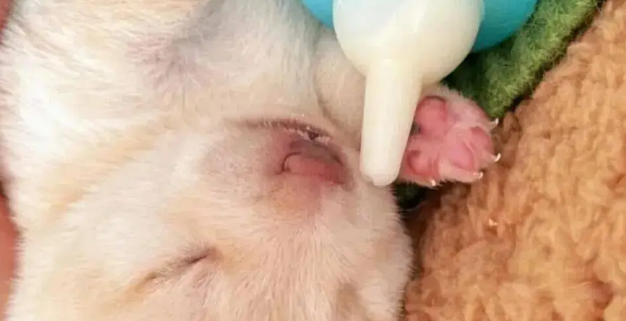 狗妈生完宝宝不会带,网友接手后…这和自己生的有什么区别 狗妈生完宝宝不会带,网友接手后…这和自己生的有什么区别