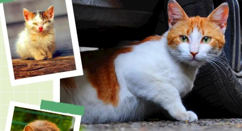 想要领养一只流浪猫?你需要知道这些! 想要领养一只流浪猫?你需要知道这些!