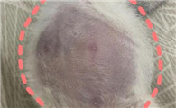 猫传腹诊断依据