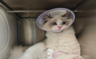 猫咪感冒吃什么药能缓解鼻塞