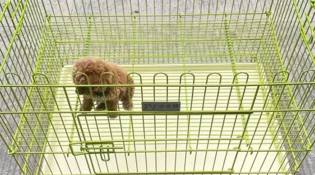 狗笼品牌有哪些?泊艺特:科技赋能,给爱宠品质之选 狗笼品牌有哪些?泊艺特:科技赋能,给爱宠品质之选