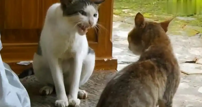 流浪猫的生存境况是如何的?看完,还忍心弃养你的猫吗? 流浪猫的生存境况是如何的?看完,还忍心弃养你的猫吗?