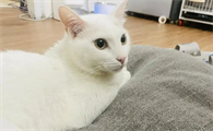 猫咪体重骤降可能是什么疾病