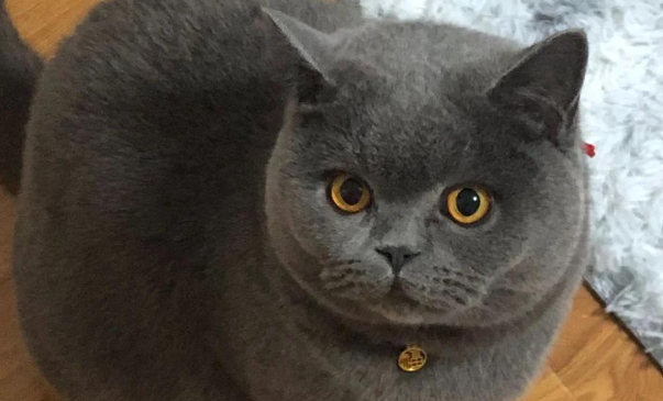 第一次觉得猫可以如此坏！网友的分享值得深思