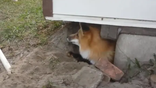 一只狐狸想钻狗洞逃跑,只因太胖卡在洞口! 一只狐狸想钻狗洞逃跑,只因太胖卡在洞口!