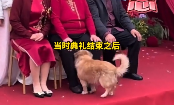 婚礼仪式结束后拍全家福,狗狗主动上台找位置加入 婚礼仪式结束后拍全家福,狗狗主动上台找位置加入