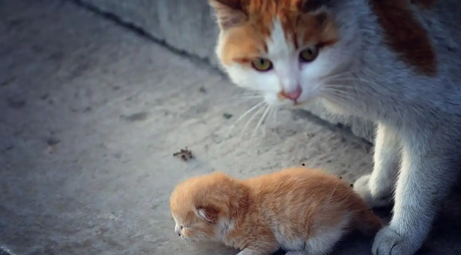 流浪猫是如何生存下来的?为什么说流浪猫太多会造成生态问题? 流浪猫是如何生存下来的?为什么说流浪猫太多会造成生态问题?