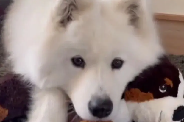 主人在狗生日当天将玩偶换成好朋狗，狗子肉眼可见兴奋…