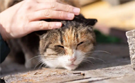 猫咪尾巴脱毛可能感染真菌吗