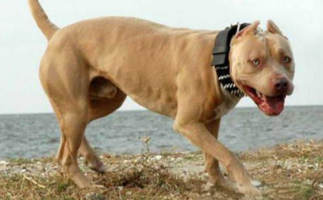 美国跨州斗狗团伙被破获:89只狗重获新生 美国跨州斗狗团伙被破获:89只狗重获新生