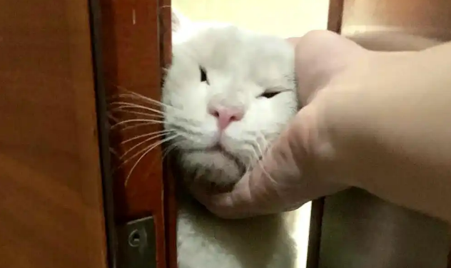 流浪猫赖在家门不走?留意它的4个行为,它在向你求助 流浪猫赖在家门不走?留意它的4个行为,它在向你求助