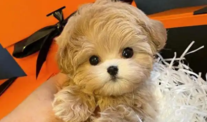 马尔泰犬聪明吗?从这些细节看它的高智商 马尔泰犬聪明吗?从这些细节看它的高智商