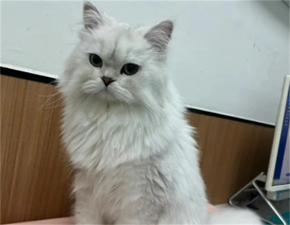 猫嗜酸性肉芽肿诊断标准 猫嗜酸性肉芽肿诊断标准
