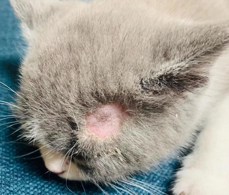 怎么确定猫咪是不是得了猫藓