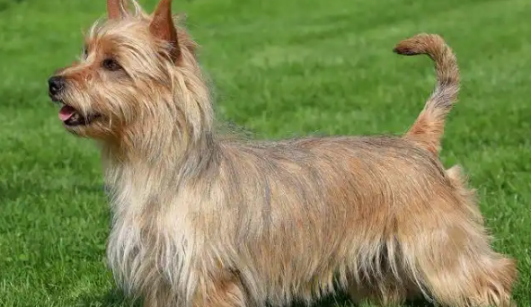 澳大利亚梗聪明吗?犬界名副其实的 “智多星 澳大利亚梗聪明吗?犬界名副其实的 “智多星