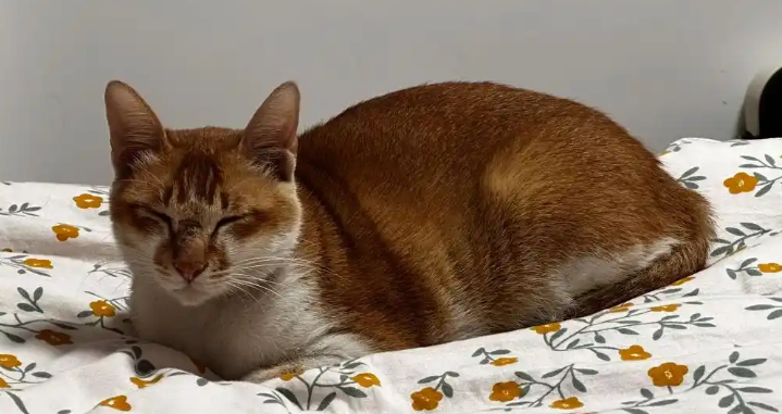 猫咪失明但瞳孔正常咋回事 猫咪失明但瞳孔正常咋回事