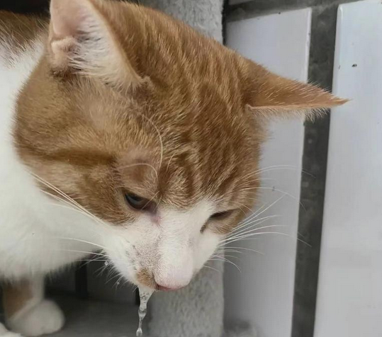 猫咪发烧呕吐不吃东西喝水怎么办